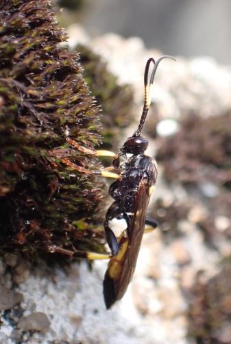 Ichneumon stramentor